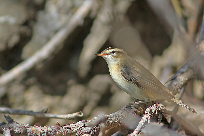 Kındıra kamışçını