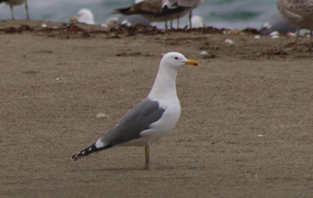 Van gölü martısı