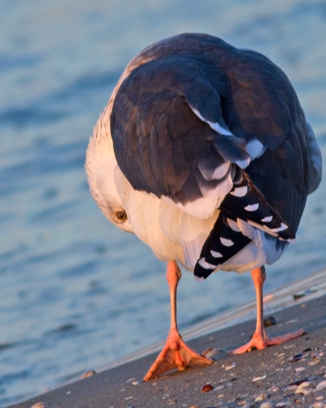 Büyük karasırtlı martı