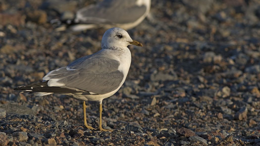 Küçük gümüş martı