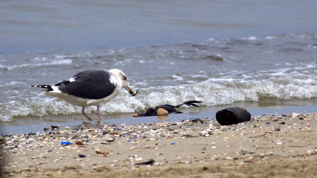 Büyük karasırtlı martı