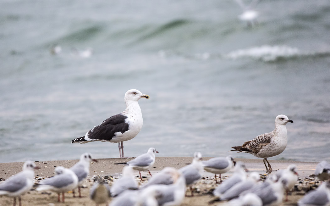 Büyük karasırtlı martı