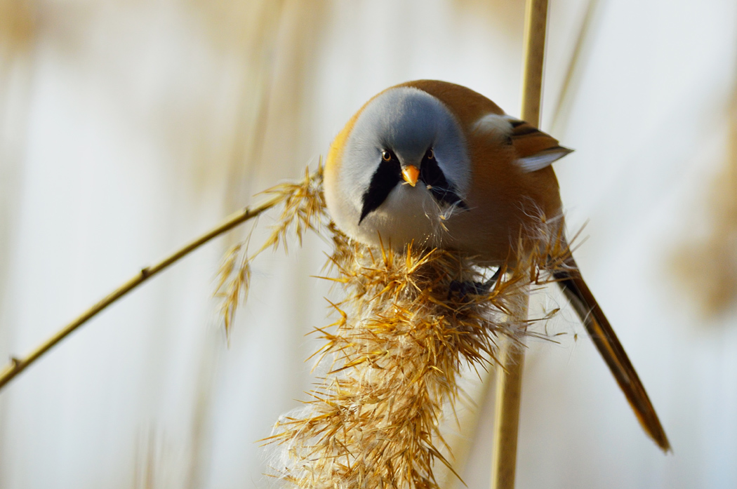 Bıyıklı baştankara
