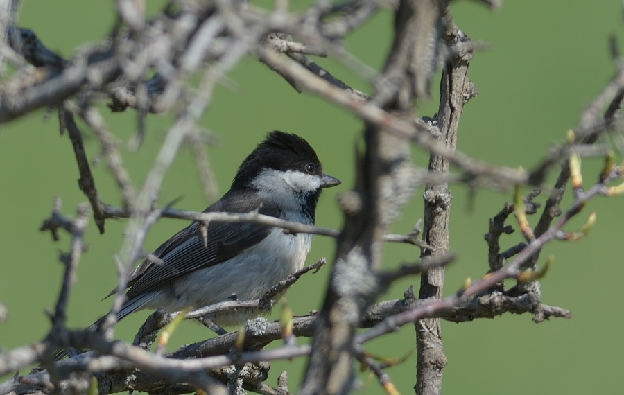 Akyanaklı baştankara