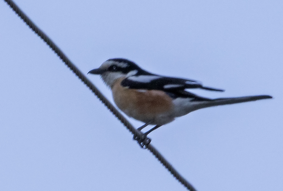 Maskeli örümcekkuşu