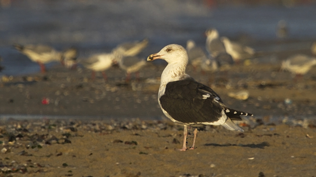 Büyük karasırtlı martı