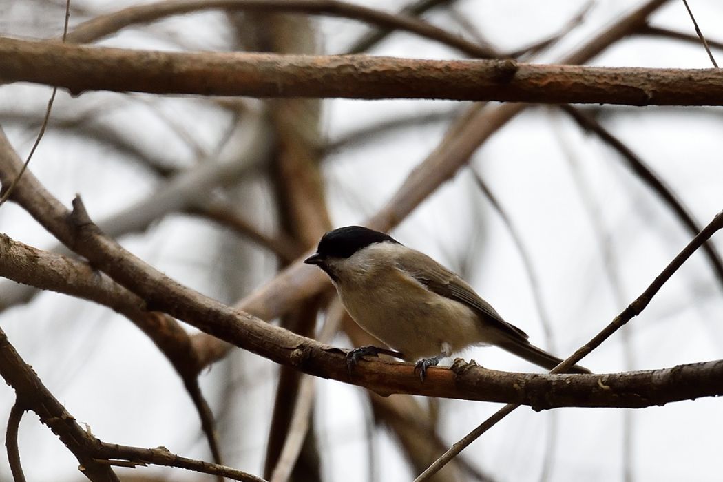 Kayın baştankarası