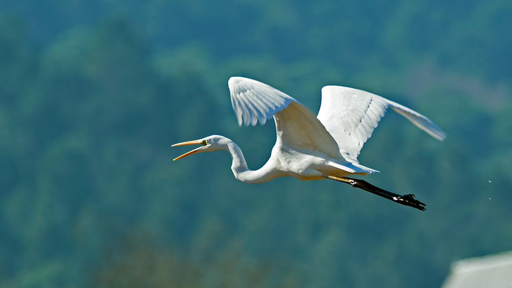Büyük ak balıkçıl