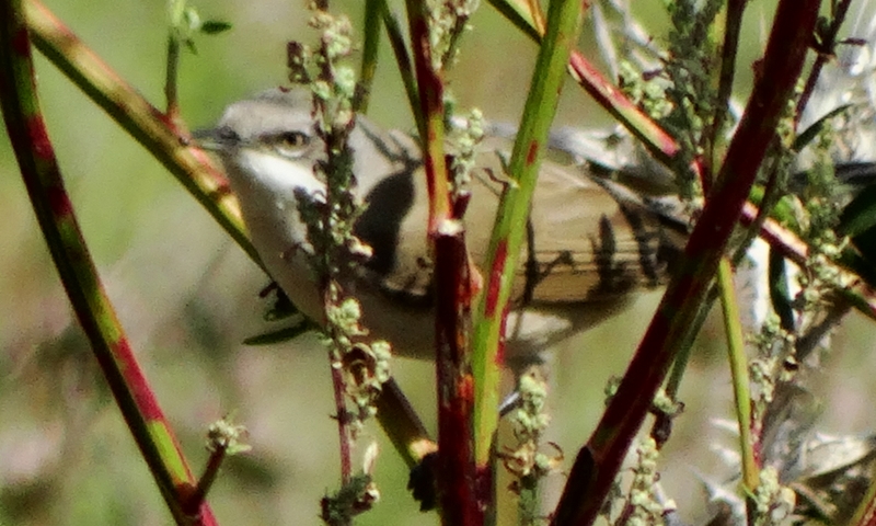 Küçük akgerdanlı ötleğen