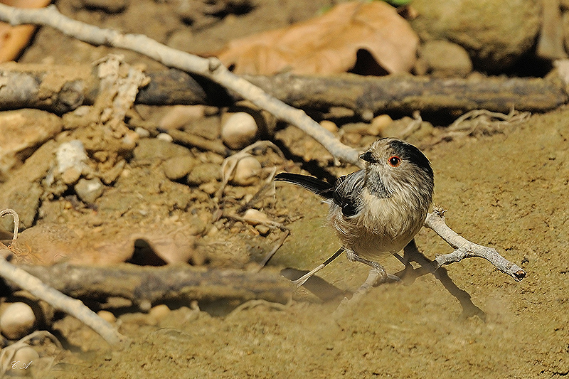 Uzunkuyruklu baştankara