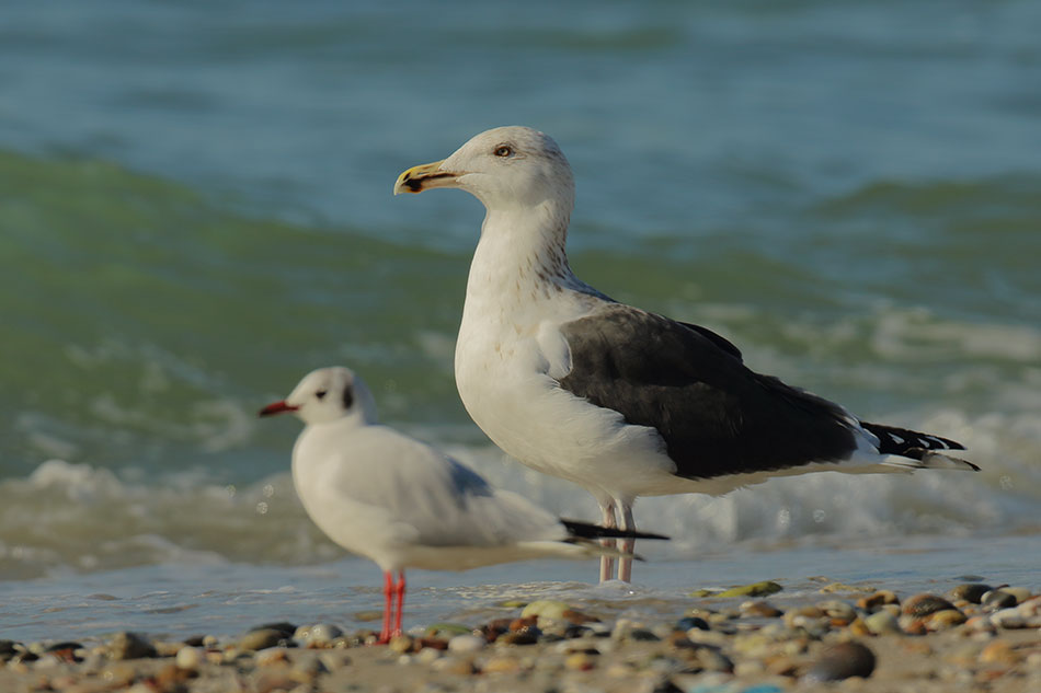 Büyük karasırtlı martı
