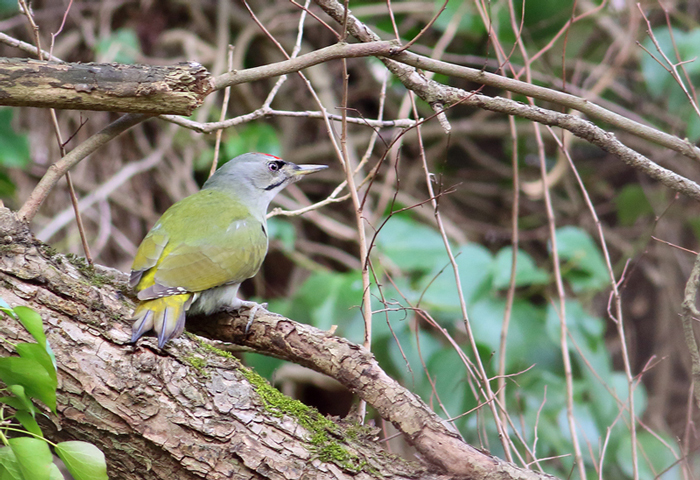 Küçük yeşil ağaçkakan