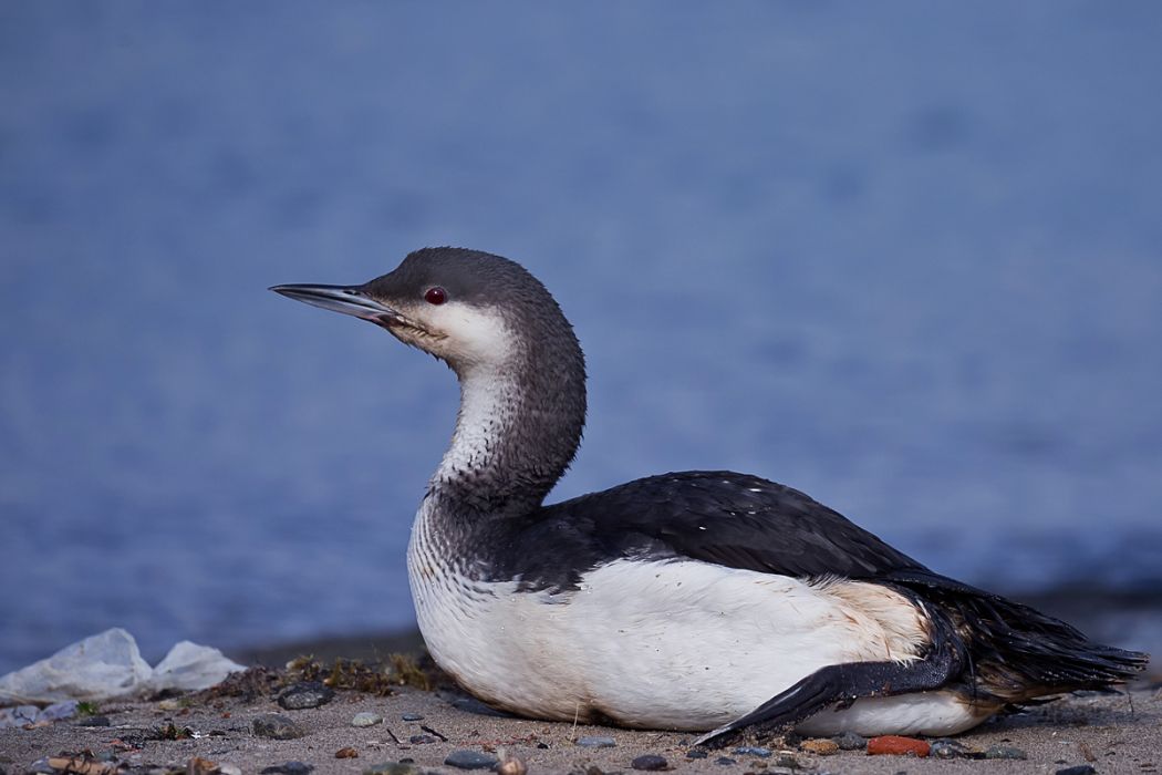 Karagerdanlı dalgıç