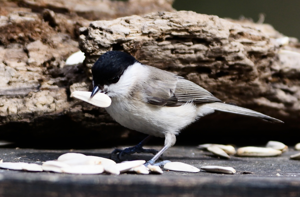 Kayın baştankarası