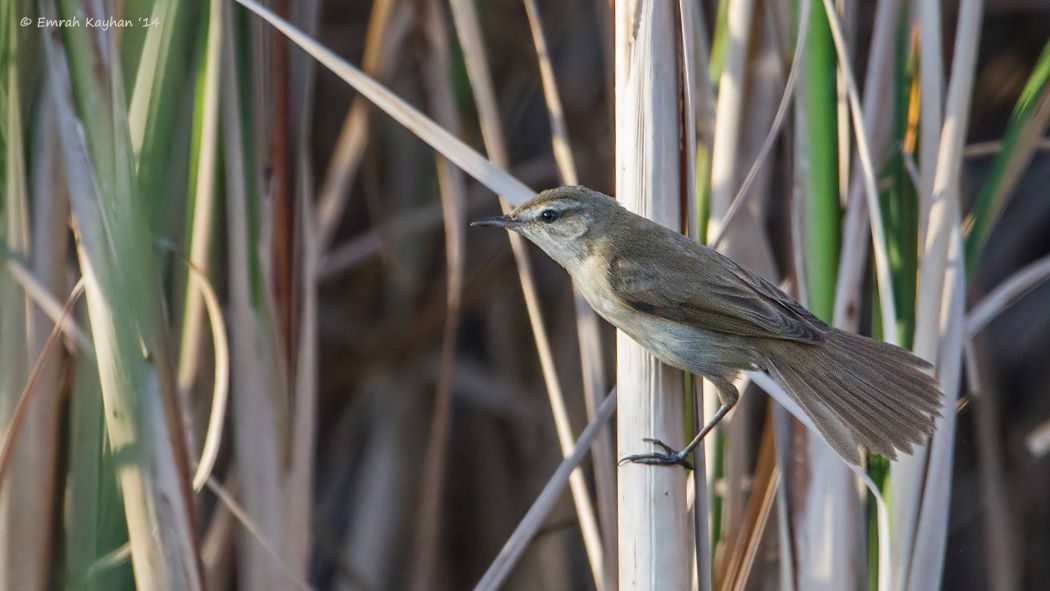 Doğu kamışçını