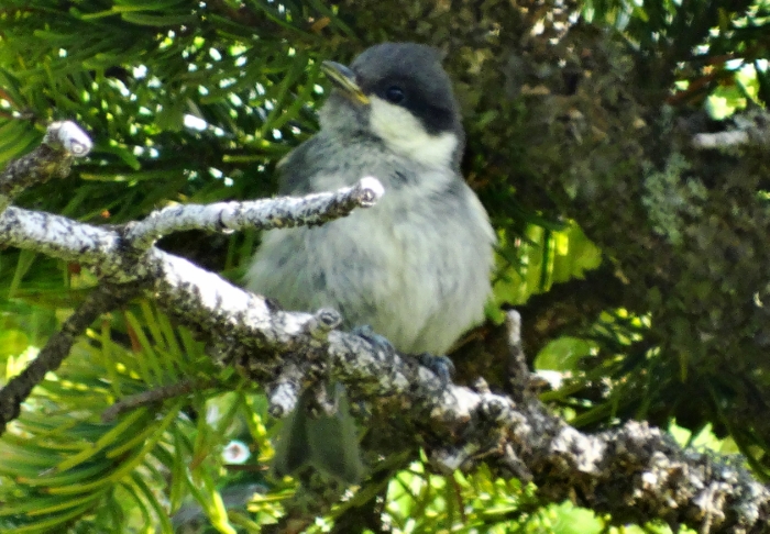 Akyanaklı baştankara