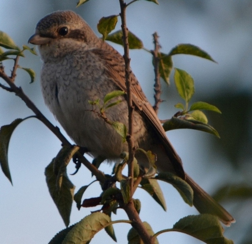 Kızılsırtlı örümcekkuşu