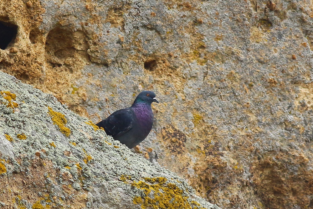 Kaya güvercini