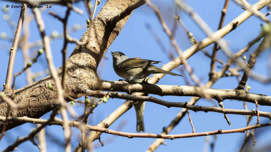 Karabaşlı ötleğen