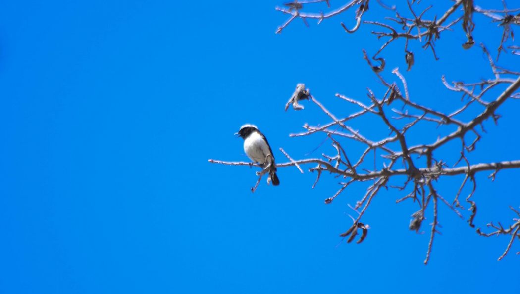 Kıbrıs kuyrukkakanı