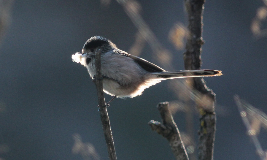 Uzunkuyruklu baştankara