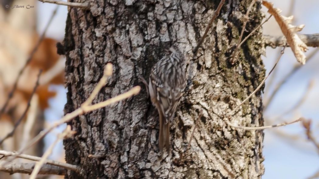 Bahçe tırmaşıkkuşu