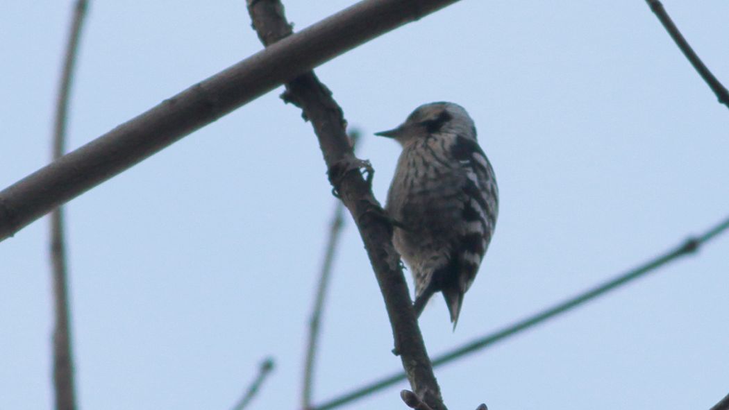 Küçük ağaçkakan