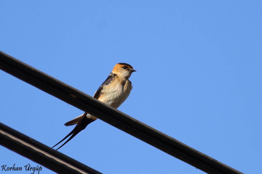 Kızıl kırlangıç