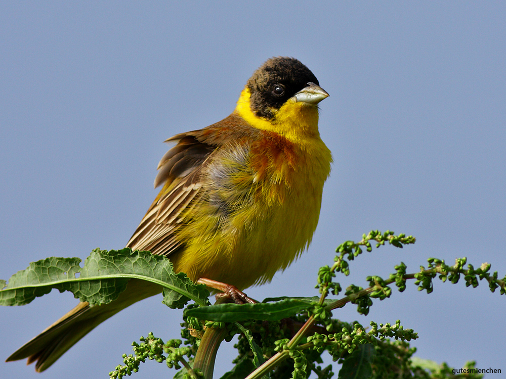 Karabaşlı kirazkuşu