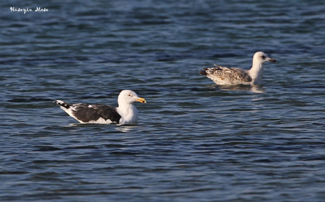Büyük karasırtlı martı