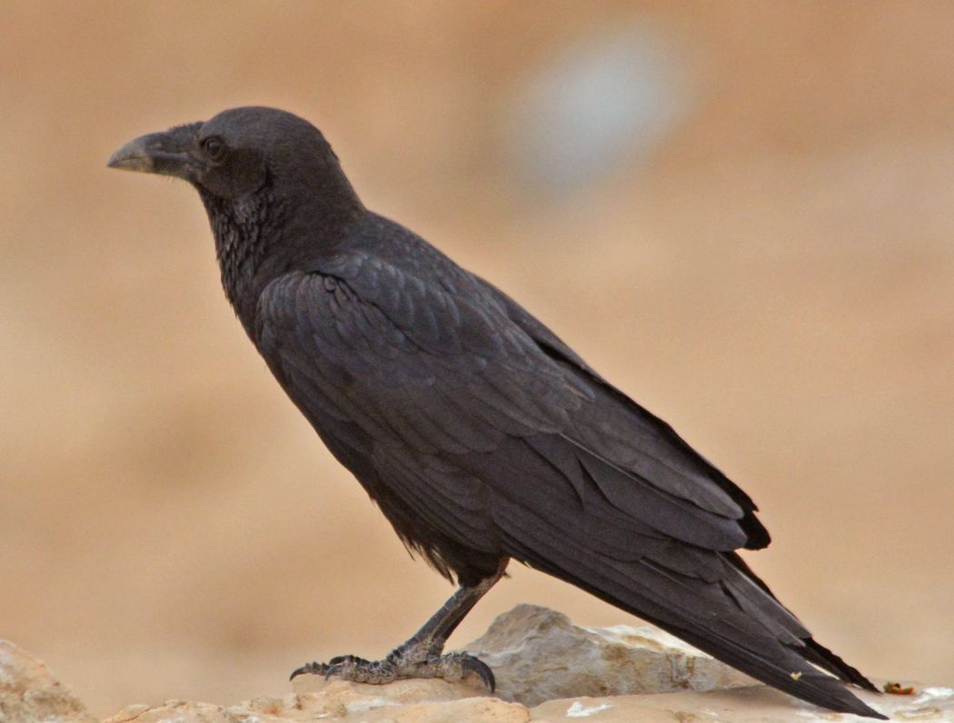 Kısakuyruklu kuzgun