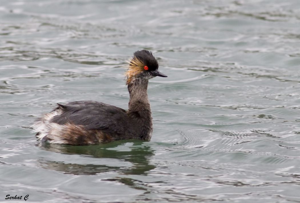 Karaboyunlu batağan