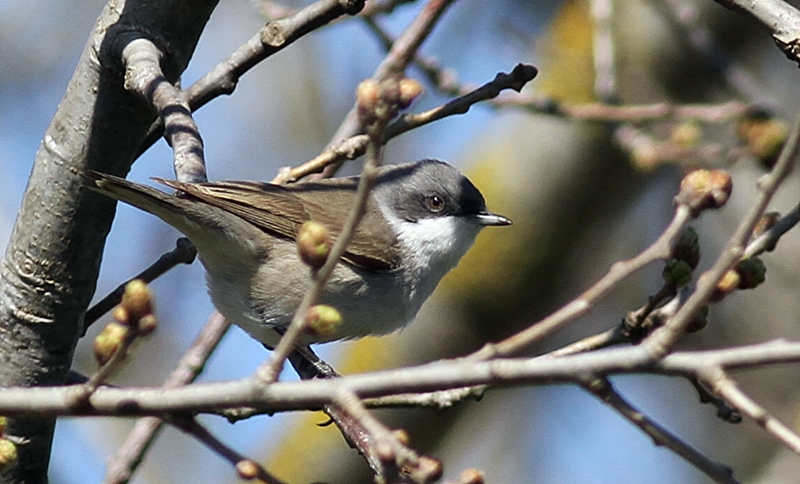 Küçük akgerdanlı ötleğen