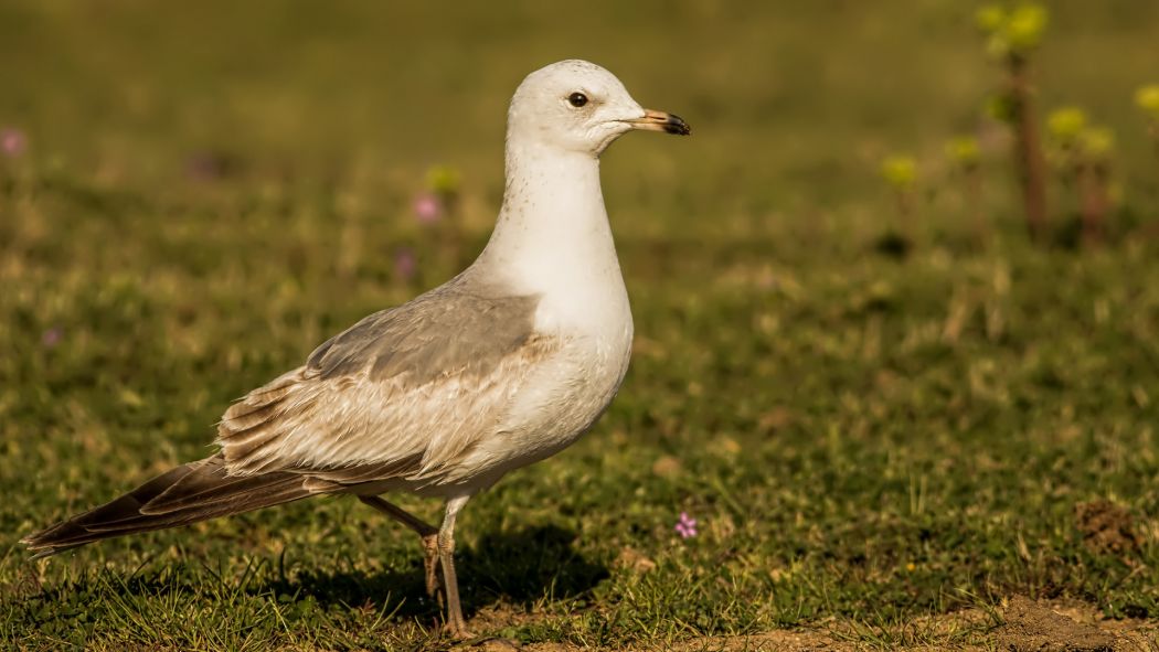 Küçük gümüş martı
