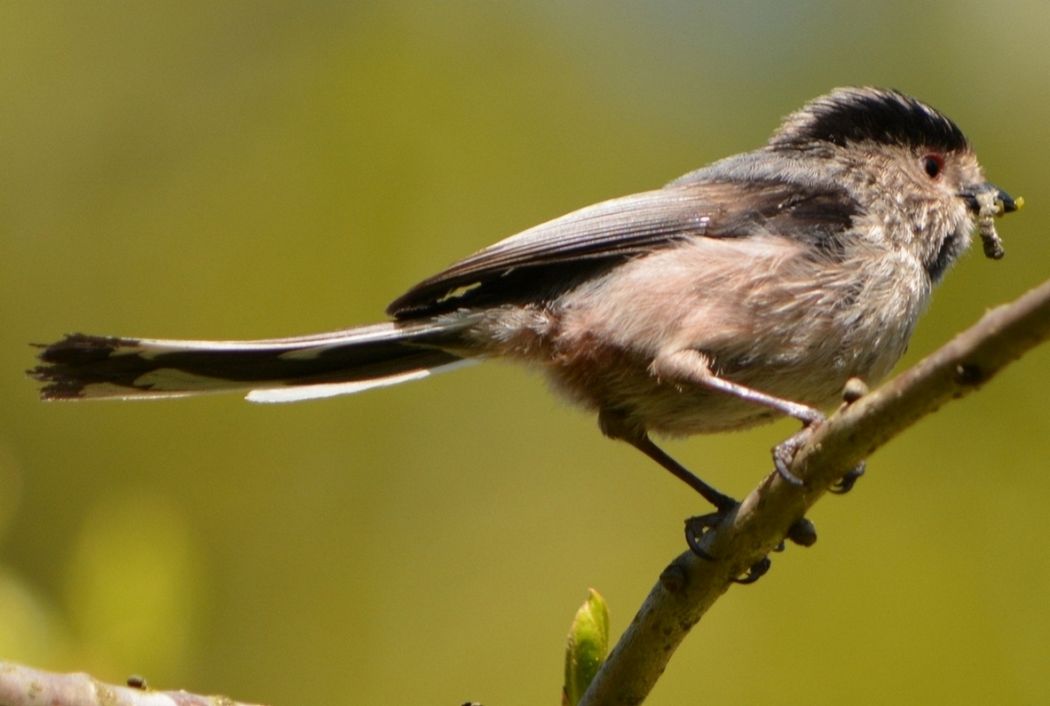 Uzunkuyruklu baştankara