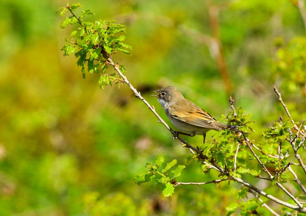 Akgerdanlı ötleğen