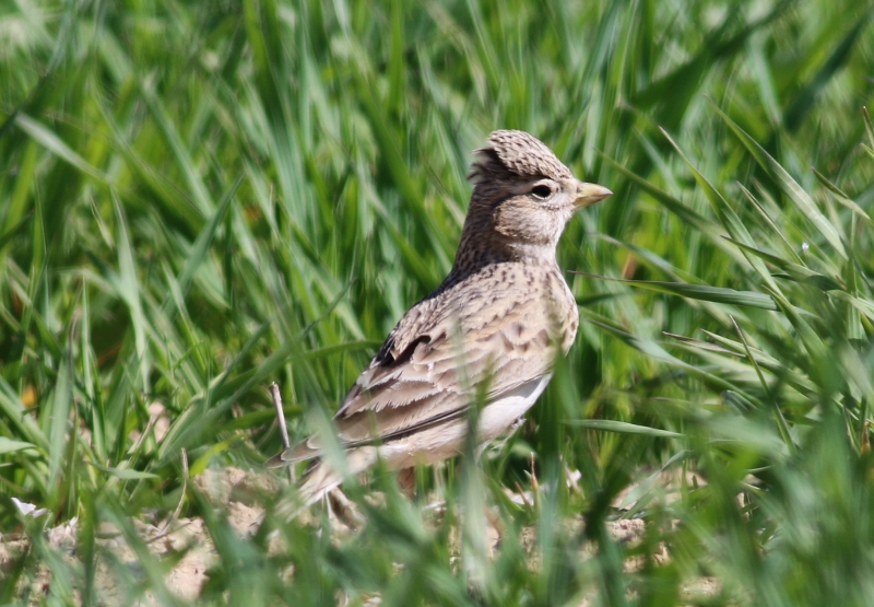 Türkistan çorak toygarı