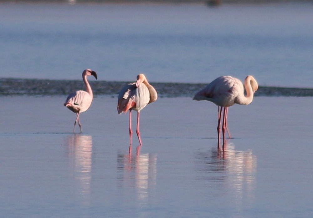 Küçük flamingo