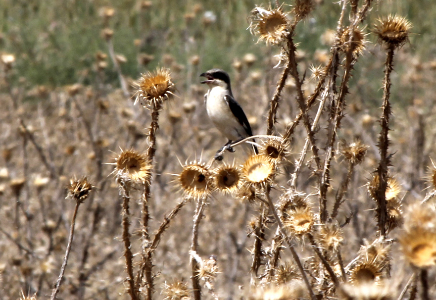 Karaalınlı örümcekkuşu