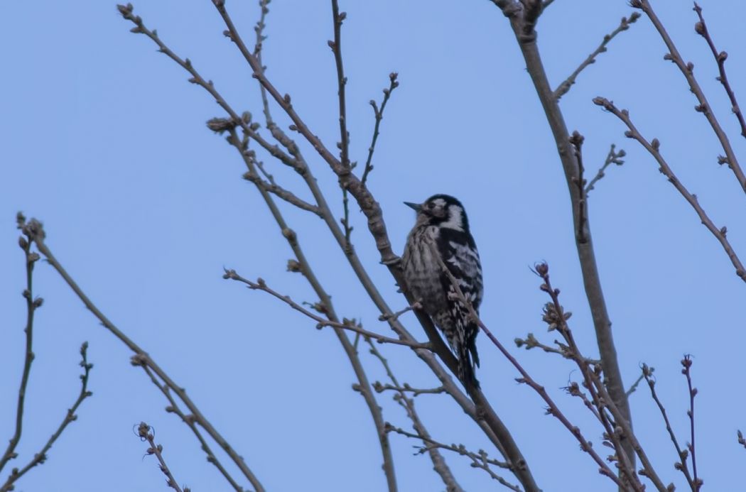 Küçük ağaçkakan