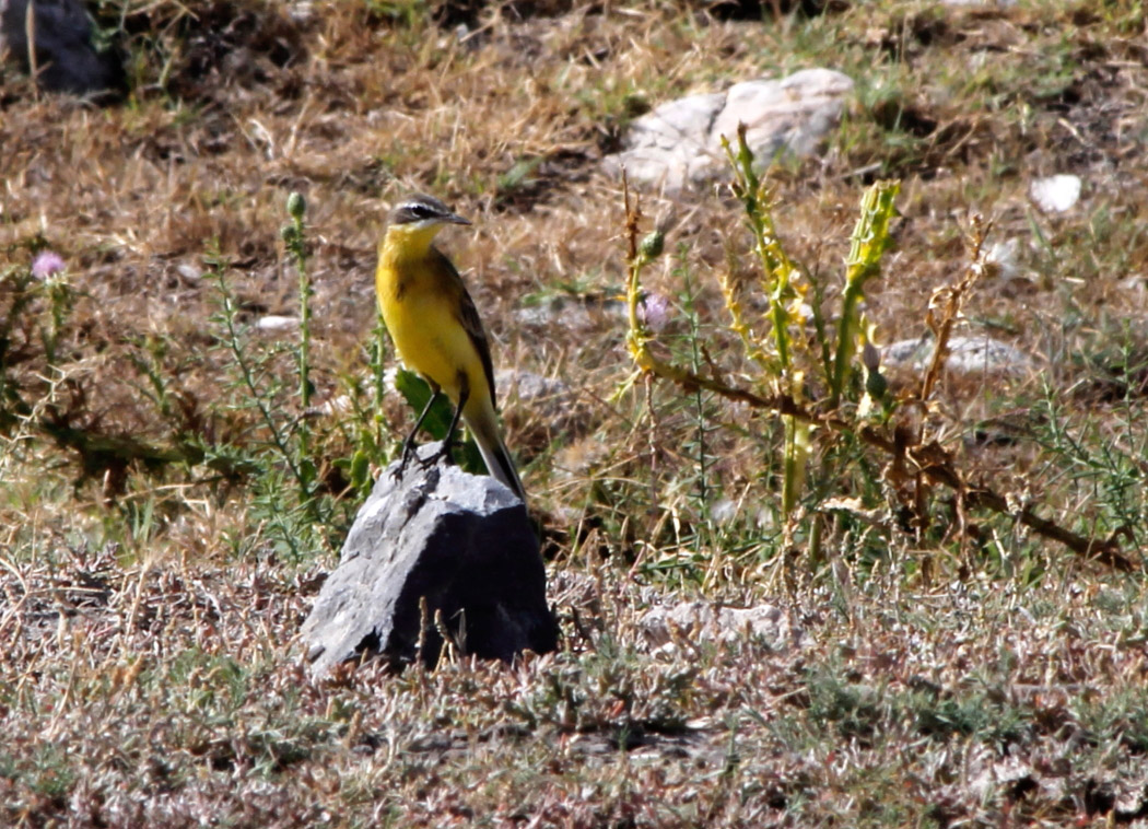 Sarı kuyruksallayan