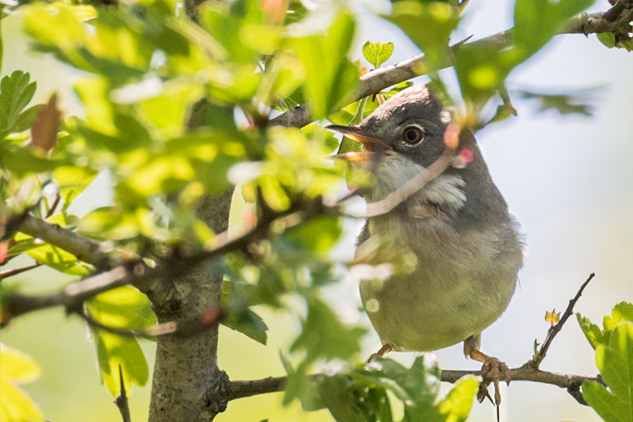 Akgerdanlı ötleğen