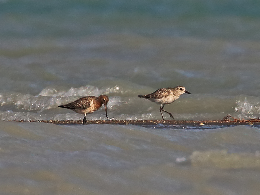 Kıyı çamurçulluğu