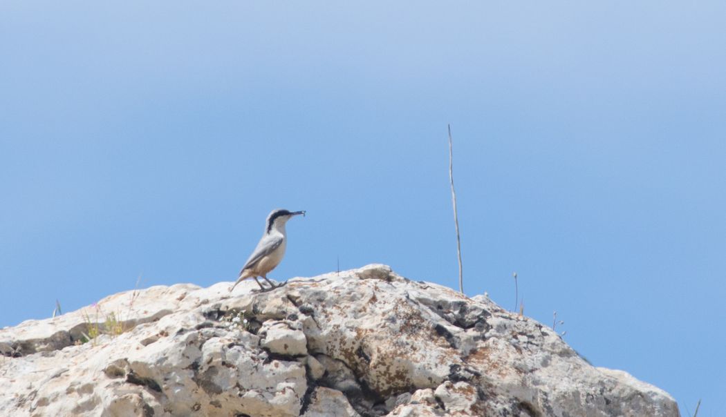 Büyük kaya sıvacısı