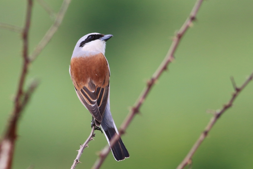 Kızılsırtlı örümcekkuşu