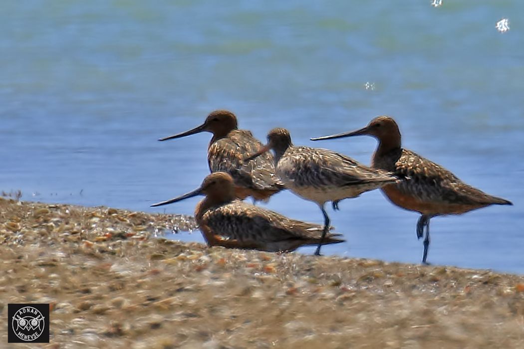 Kıyı çamurçulluğu