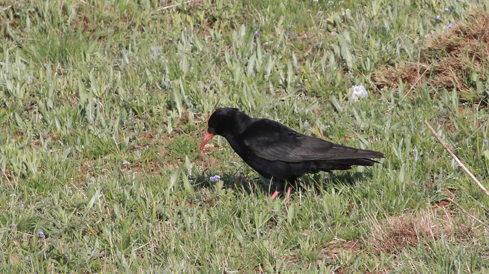 Kırmızıgagalı dağ kargası