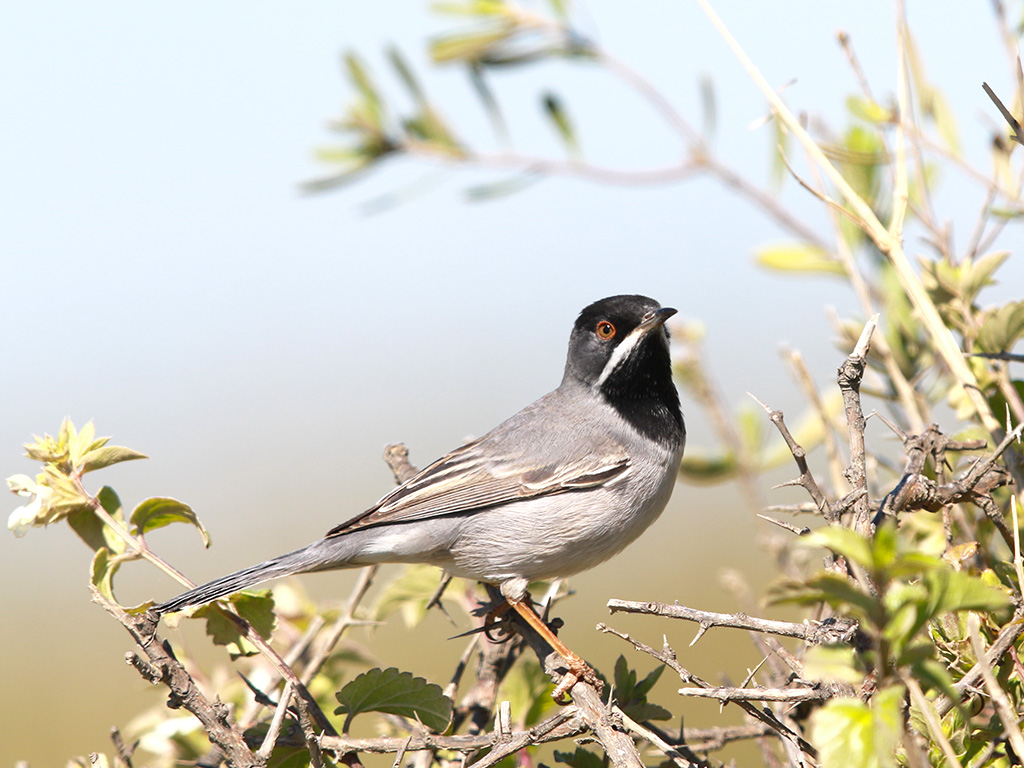 Karaboğazlı ötleğen