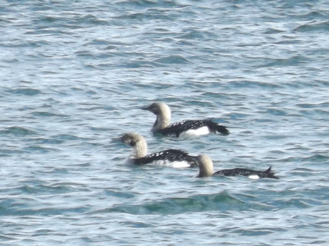 Karagerdanlı dalgıç