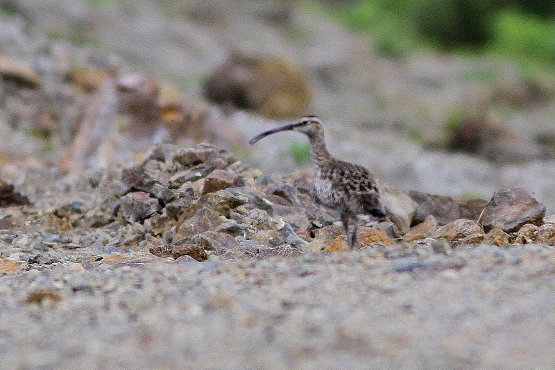 Sürmeli kervançulluğu